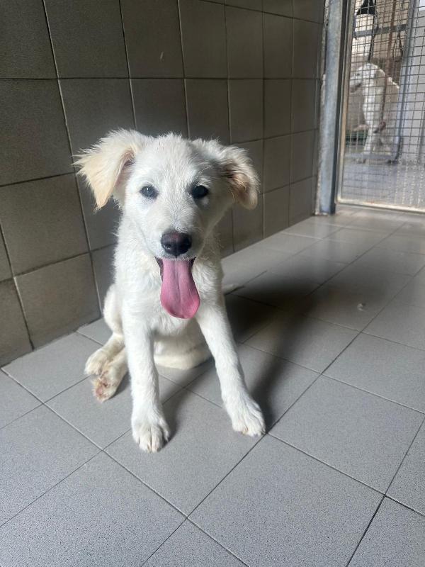 DONATELLA SPLENDIDA CUCCIOLA Foto 2